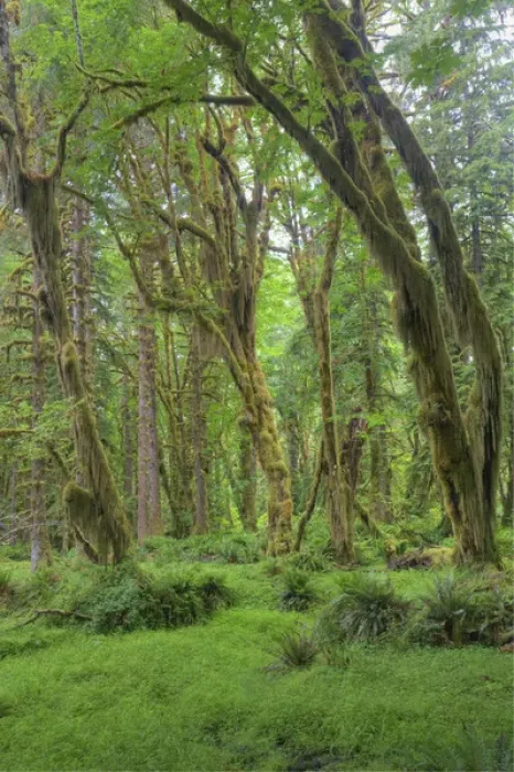 Framed Print : WA, Olympic National Park, Quinault Rain Forest, moss covered trees