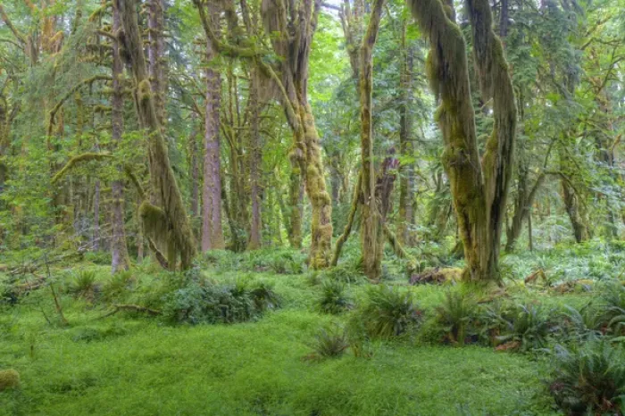 Framed Print : WA, Olympic National Park, Quinault Rain Forest, moss covered trees Framed Print : WA, Olympic National Park, Quinault Rain Forest, moss covered trees