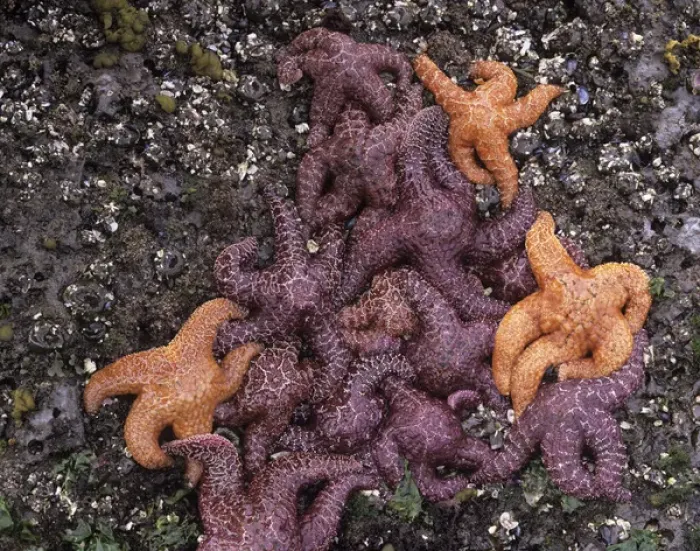 Framed Print : WA, Olympic National Park, Rialto Beach, Ochre Sea Stars
