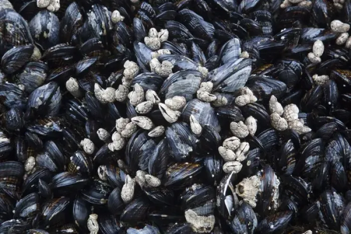 Framed Print : WA, Olympic National Park, Second Beach, California mussels and barnacles