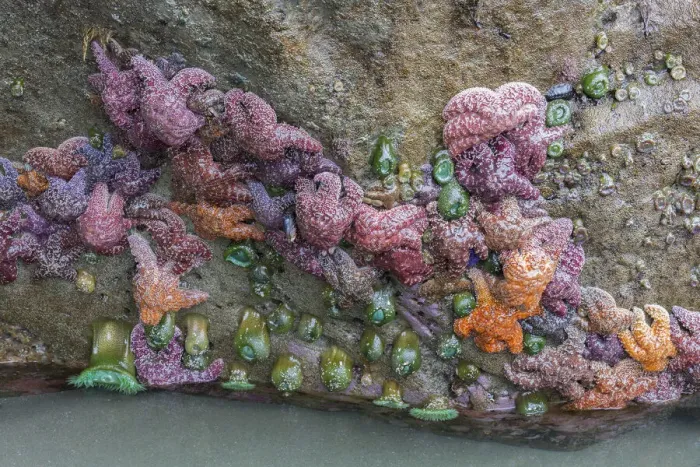 Framed Print : WA, Olympic National Park, Second Beach, Ochre Sear Stars and Giant Green Anemones Framed Print : WA, Olympic National Park, Second Beach, Ochre Sear Stars and Giant Green Anemones