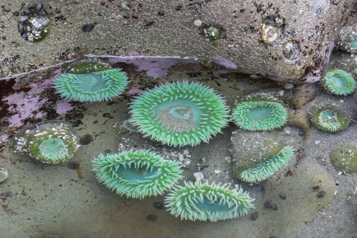 Framed Print : WA, Olympic National Park, Second Beach, Giant Green Anemones Framed Print : WA, Olympic National Park, Second Beach, Giant Green Anemones