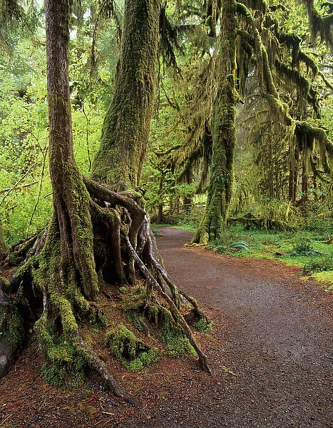 WA, Olympic NP, Hoh Rain Forest, Hall of Mosses and trail with Big Leaf Maple trees