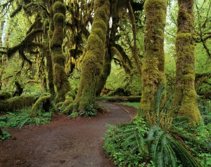 Framed Print : WA, Olympic NP, Hoh Rain Forest, Hall of Mosses and trail with Big Leaf Maple trees