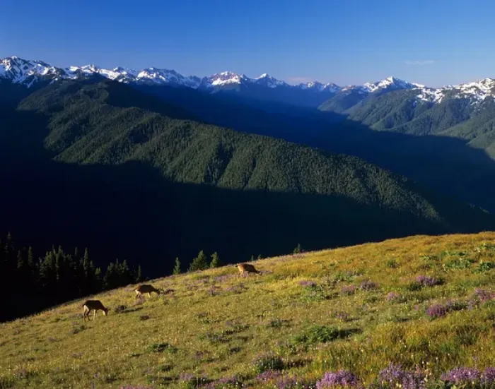 Framed Print : WA, Olympic NP, Olympic Mountain Range with subalpine lupine meadow and deer, view