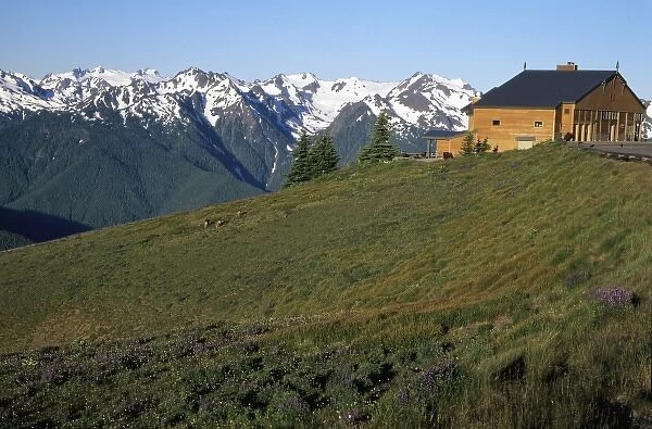 WA, Olympic NP, Olympic Mountain Range and Visitors Center at Hurricane Ridge with lupine