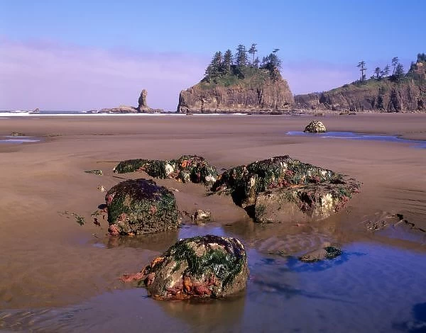 WA, Olympic NP, Second Beach with tidepools and seastacks