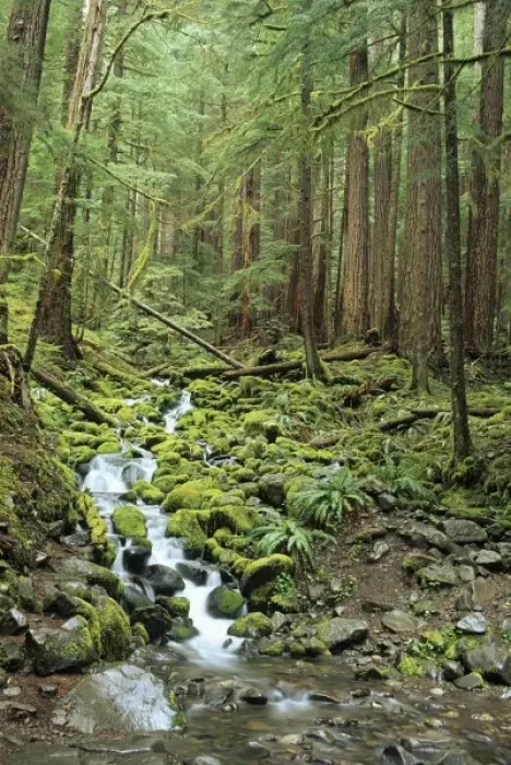 Framed Print : WA, Olympic NP, Sol Duc Valley, rainforest with stream Framed Print : WA, Olympic NP, Sol Duc Valley, rainforest with stream
