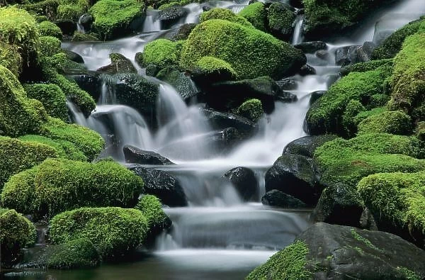 WA, Olympic NP, Sol Duc Valley, stream with mossy rocks