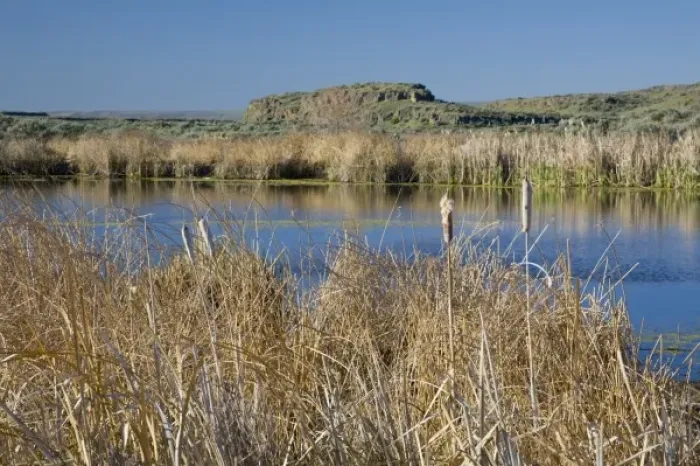 Framed Print : WA, Othello, Columbia Naitonal Wildlife Refuge, cattails at Shoreler Lake
