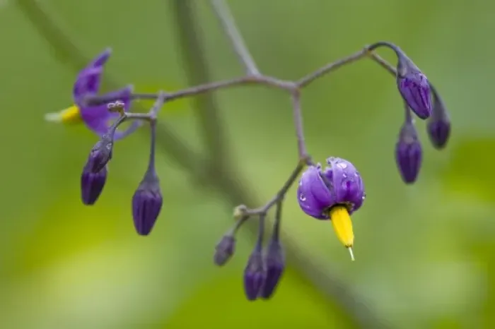 Framed Print : WA, Redmond, Bittersweet, Climbing Nightshade, Solanum dulcamara Framed Print : WA, Redmond, Bittersweet, Climbing Nightshade, Solanum dulcamara