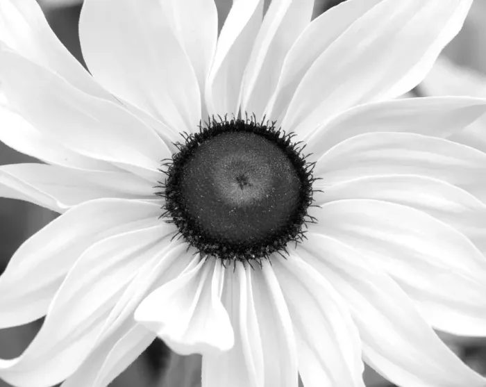 Framed Print : WA, Redmond, Black Eyed Susan Framed Print : WA, Redmond, Black Eyed Susan