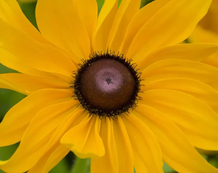 Framed Print : WA, Redmond, Black Eyed Susan Framed Print : WA, Redmond, Black Eyed Susan