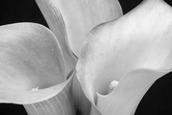 Framed Print : WA, Redmond, Calla Lilies