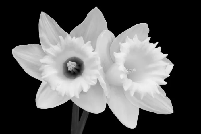 Framed Print : WA, Redmond, Daffodils Framed Print : WA, Redmond, Daffodils