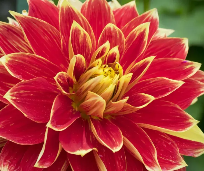 Framed Print : WA, Redmond, Dahlia Framed Print : WA, Redmond, Dahlia