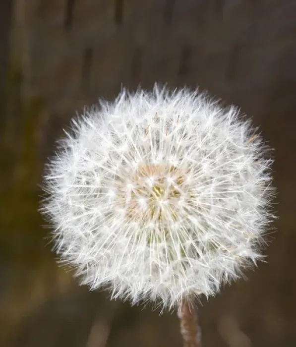 Framed Print : WA, Redmond, Dandelion seed head, Taraxacum officinale, Sunflower family