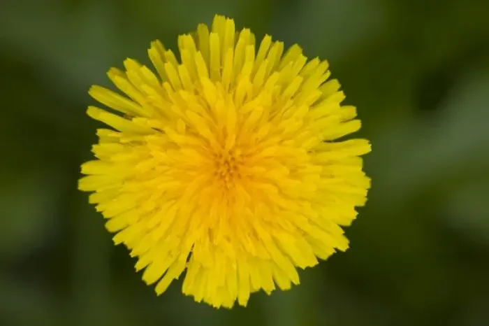 Framed Print : WA, Redmond, Dandelion, Taraxacum officinale, Sunflower family Framed Print : WA, Redmond, Dandelion, Taraxacum officinale, Sunflower family