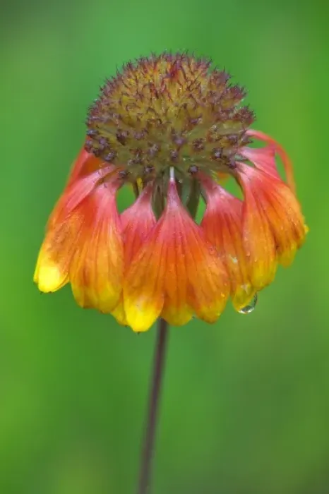 Framed Print : WA, Redmond, Firewheel, Indian Blanket, Gaillardia, Gaillardia pulchella, sunflower