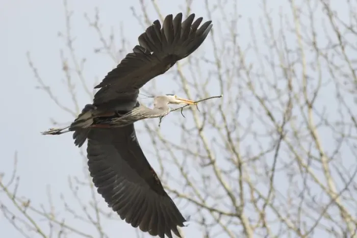 Framed Print : WA, Redmond, Great Blue Heron (Ardea herodias), flying back to nest with a stick Framed Print : WA, Redmond, Great Blue Heron (Ardea herodias), flying back to nest with a stick