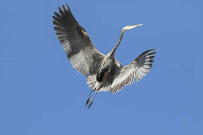 Framed Print : WA, Redmond, Great Blue Heron (Ardea herodias) Framed Print : WA, Redmond, Great Blue Heron (Ardea herodias)