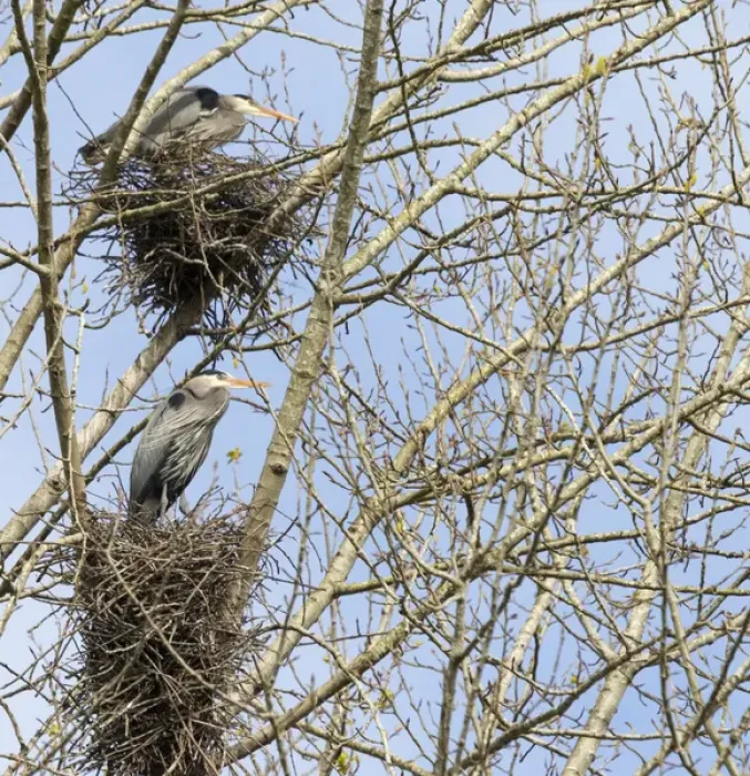 Framed Print : WA, Redmond, Great Blue Herons (Ardea herodias), on nest at rookery Framed Print : WA, Redmond, Great Blue Herons (Ardea herodias), on nest at rookery