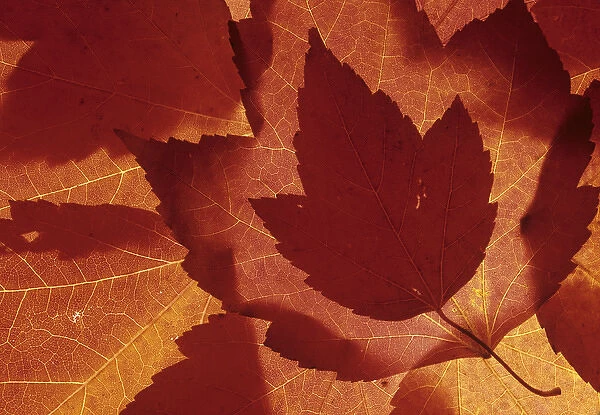 WA, Redmond, Maple leaf collage
