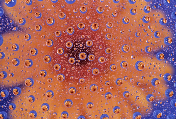 WA, Redmond, Orange Mum, reflected in water drops