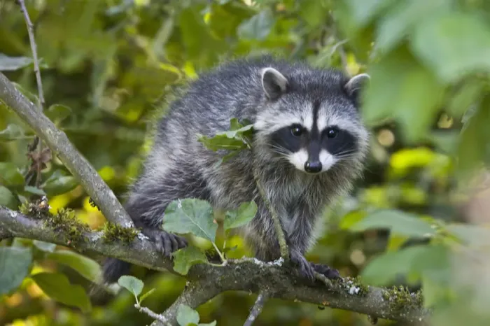Framed Print : WA, Redmond, Raccoon, baby raccoon in cherry tree, Procyon Lotor Framed Print : WA, Redmond, Raccoon, baby raccoon in cherry tree, Procyon Lotor