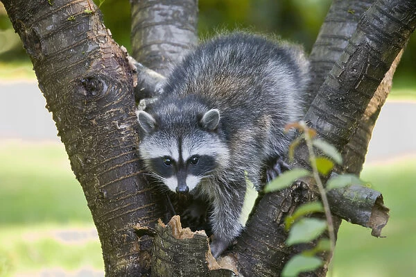 WA, Redmond, Raccoon, baby raccoon in cherry tree, Procyon Lotor