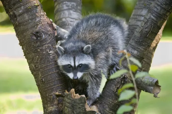 Framed Print : WA, Redmond, Raccoon, baby raccoon in cherry tree, Procyon Lotor Framed Print : WA, Redmond, Raccoon, baby raccoon in cherry tree, Procyon Lotor