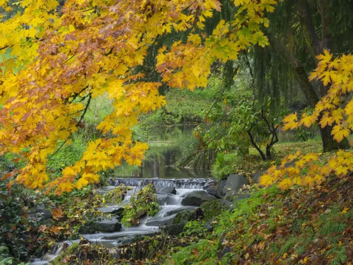 Framed Print : WA, Redmond, Stream and Autumn color Framed Print : WA, Redmond, Stream and Autumn color