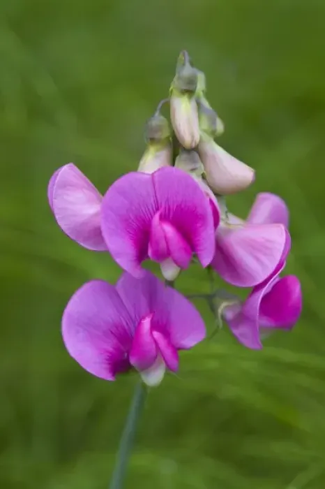 Framed Print : WA, Redmond, Sweet Pea, Lathyrus tingitanus, Pea family