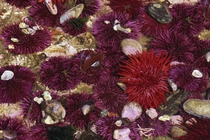 Framed Print : WA, Salt Creek RA, Red and Purple Sea Urchins (Strongylocentrotus franciscanus Framed Print : WA, Salt Creek RA, Red and Purple Sea Urchins (Strongylocentrotus franciscanus