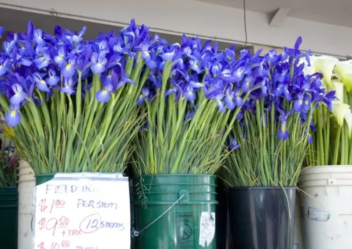 Framed Print : WA, Seattle, flowers for sale, at the Pike Place Market
