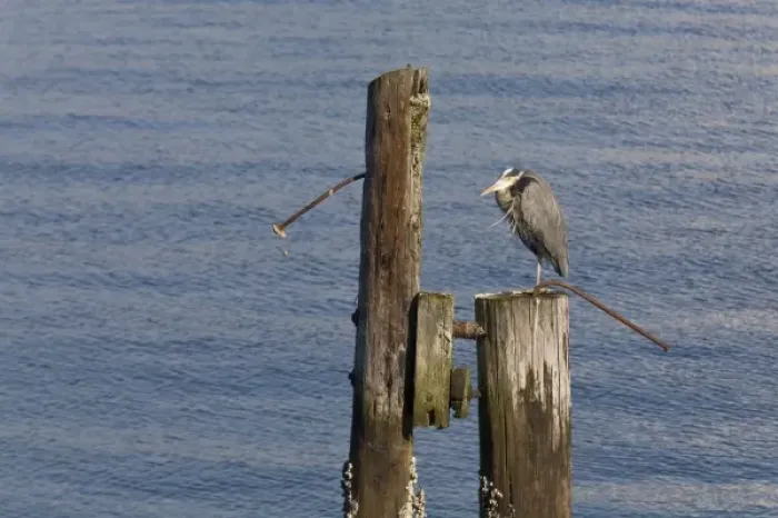 Framed Print : WA, Seattle, Great Blue Heron, at Elliott Bay