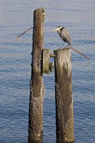 WA, Seattle, Great Blue Heron, at Elliott Bay