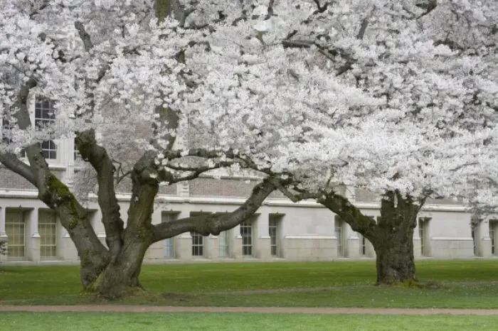 Framed Print : WA, Seattle, Japanese Cherry trees in bloom, The Quad, at the University of Washington Framed Print : WA, Seattle, Japanese Cherry trees in bloom, The Quad, at the University of Washington