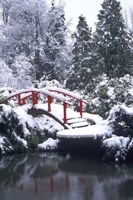 Framed Print : WA, Seattle, Moon bridge and pond after winter snow storm; Kubota Garden Framed Print : WA, Seattle, Moon bridge and pond after winter snow storm; Kubota Garden