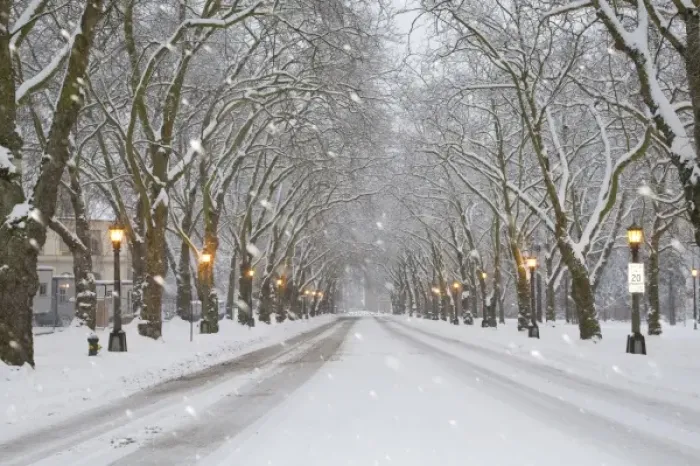 Framed Print : WA, Seattle, University of Washington, Snow covered trees and falling snow Framed Print : WA, Seattle, University of Washington, Snow covered trees and falling snow