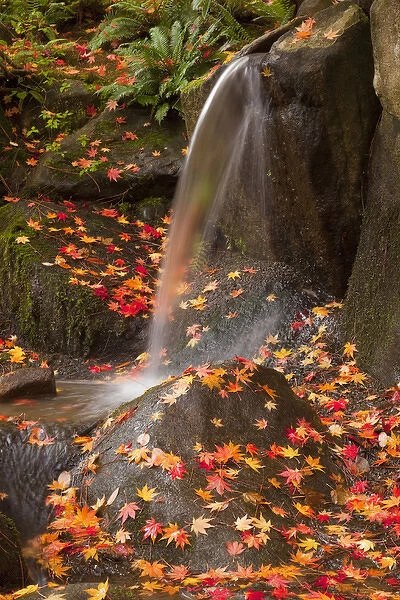 WA, Seattle, Washington Park Arboretum, Japanese Garden, waterfall with autumn color