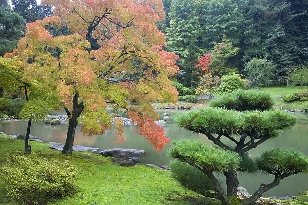 SJ239. WA, Seattle, Washington Park Arboretum, Autumn color at the Japanese Garden