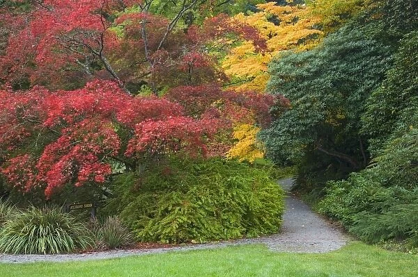 WA, Seattle, Washington Park Arboretum, Pathway with autumn colors
