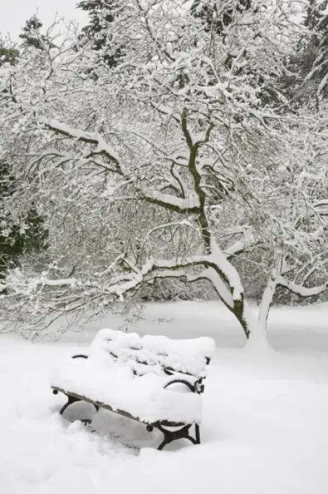Framed Print : WA, Seattle, Washington Park Arboretum, covered in fresh snow, snow covered bench