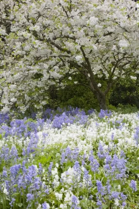 Framed Print : WA, Seattle, Washington Park Arboretum, Cherry tree blossoming in the spring