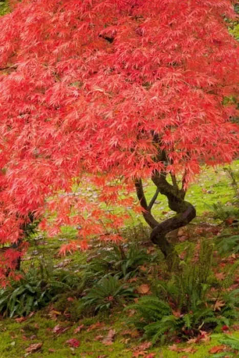 Framed Print : WA, Seattle, Washington Park Arboretum, Japanese Garden, with autumn color