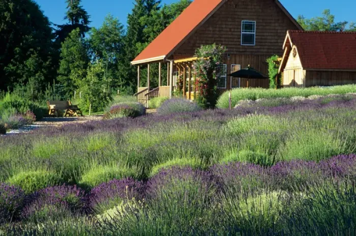 Framed Print : WA, Sequim, lavendar field and gift shop Framed Print : WA, Sequim, lavendar field and gift shop