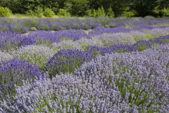 Framed Print : WA, Sequim, Lavender Festival, Sunshine Herb & Lavender Farm Framed Print : WA, Sequim, Lavender Festival, Sunshine Herb & Lavender Farm