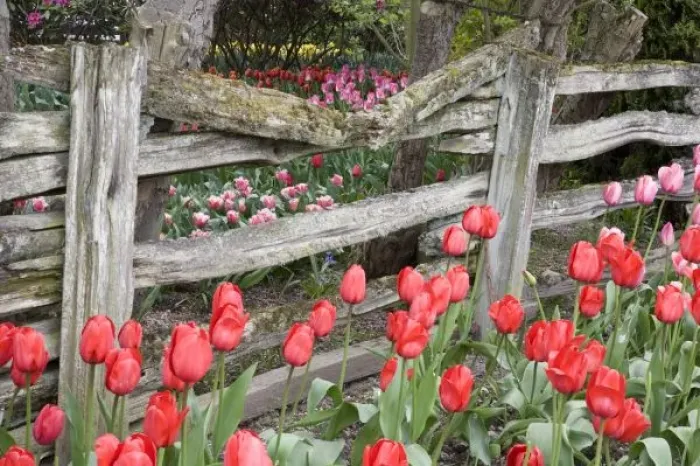 Framed Print : WA, Skagit Valley, Roozengaarde Tulip Garden, Tulips and wood fence Framed Print : WA, Skagit Valley, Roozengaarde Tulip Garden, Tulips and wood fence