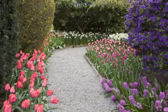 Framed Print : WA, Skagit Valley, Roozengaarde Tulip Garden Framed Print : WA, Skagit Valley, Roozengaarde Tulip Garden